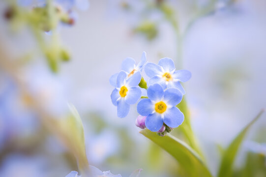 Sumpf-Vergissmeinnicht (Myosotis scorpioides)