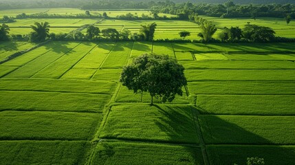 Obraz premium Green rice field interspersed with trees 