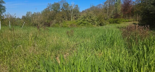 Wildwiese in Brandenburg - Hoher Fläming bei Wiesenburg