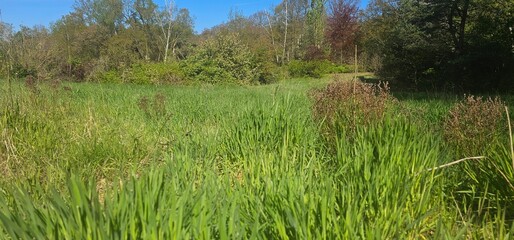 Wildwiese in Brandenburg - Hoher Fläming bei Wiesenburg