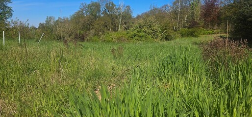 Wildwiese in Brandenburg - Hoher Fläming bei Wiesenburg