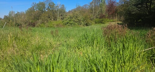 Wildwiese in Brandenburg - Hoher Fläming bei Wiesenburg
