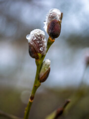 drops  of water  on a willow branch