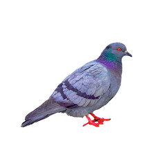 Full side view of a standing pigeon isolate on a white background.