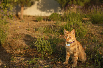 cat in the grass ginger cat in the garden