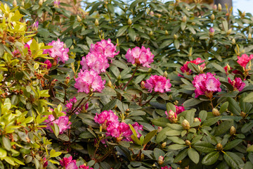 Bright and beautiful pink rhododendron flowers blooms in the spring time near Bodensee