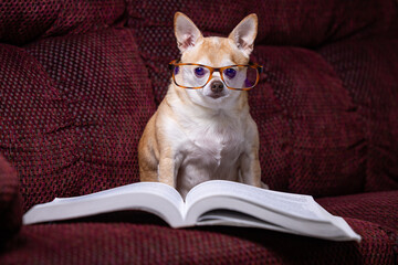 A small chihuahua is sitting on a couch with a book in front of it. The dog is wearing glasses and he is reading the book. The scene is playful and lighthearted