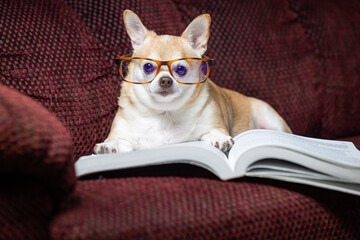 A small chihuahua is sitting on a couch with a book in front of it. The dog is wearing glasses and he is reading the book. The scene is playful and lighthearted