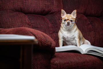A small chihuahua is sitting on a couch with a book in front of it. The dog is wearing glasses and...