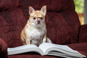 A small chihuahua is sitting on a couch with a book in front of it. The dog is wearing glasses and he is reading the book. The scene is playful and lighthearted