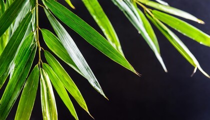 green bamboo leaves on black background