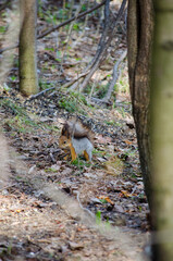 Squirrel