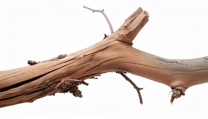 dry twig on a transparent isolated background png