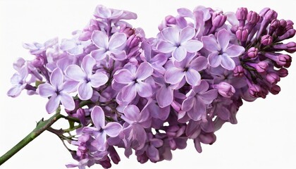 violet lilac flowers branch in png isolated on transparent background