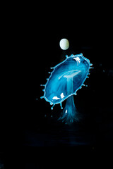 drops of colored water falling, colliding with each other forming figures