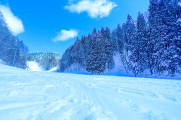 青空の林間コース、晴れた日のゲレンデ