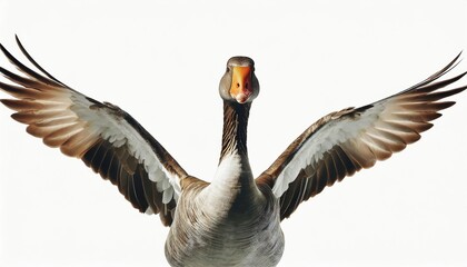 funny goose points wing to side standing isolated on white background - Powered by Adobe