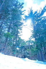 青空の林間コース、晴れた日のゲレンデ