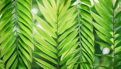 bamboo green leaf texture natural green leaves using as nature background wallpaper or tropical...