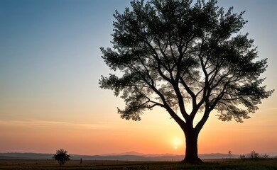 professional photograph of single tree in sunset