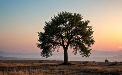 professional photograph of single tree in sunset