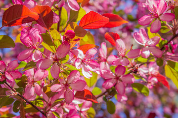 Blooming Pink Apple Tree close-up in the spring garden. Close up of pink flowers on a tree. Spring background.