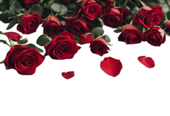 Bunch Roses Lay Flat Red isolated on transparent background