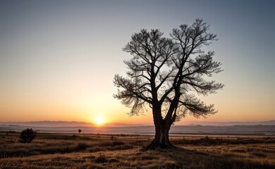 professional photograph of single tree in sunset