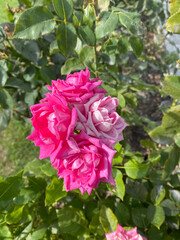 Closeup images of Beautiful and unique roses found in Northern Pakistan, Skardu.