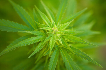 Cannabis Sativa Indica Marijuana Plant