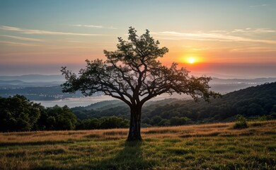 Fototapeta premium professional photograph of single tree in sunset