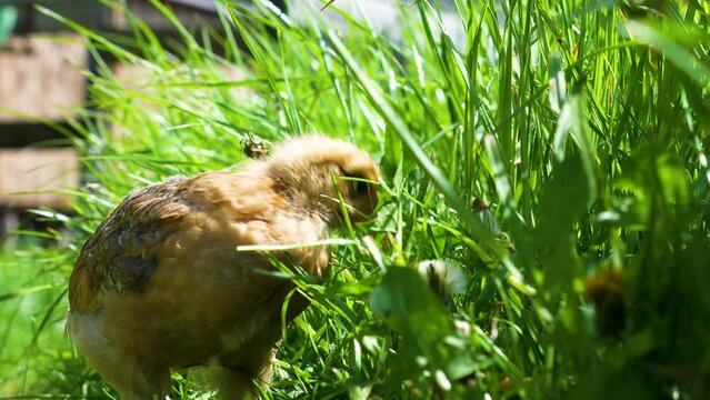 Little chicken walks in the grass