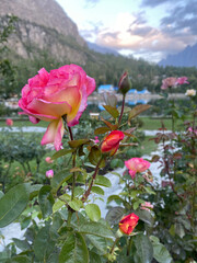 Closeup images of Beautiful and unique roses found in Northern Pakistan, Skardu.