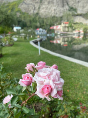 Closeup images of Beautiful and unique roses found in Northern Pakistan, Skardu.