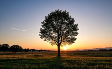 Fototapeta premium professional photograph of single tree in sunset