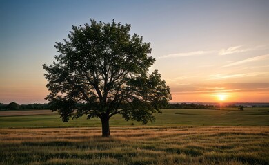 Fototapeta premium professional photograph of single tree in sunset