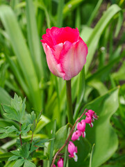 tulip