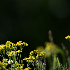 Banner mit Gelber Blumen Blüte vor schwarzer Deko-Hintergrund Landschaft in Deutschland mit...