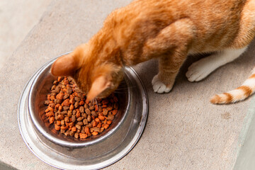 Closeup Of Little Cat Eating in A Bowl Pet Food