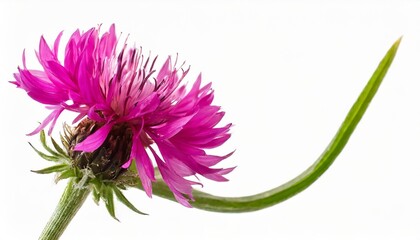red knapweed flower with curved stem isolated on white or transparent background