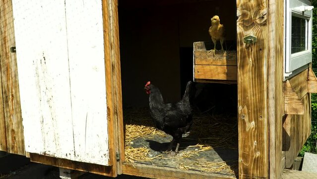 Chicken speaks after eggs abolish