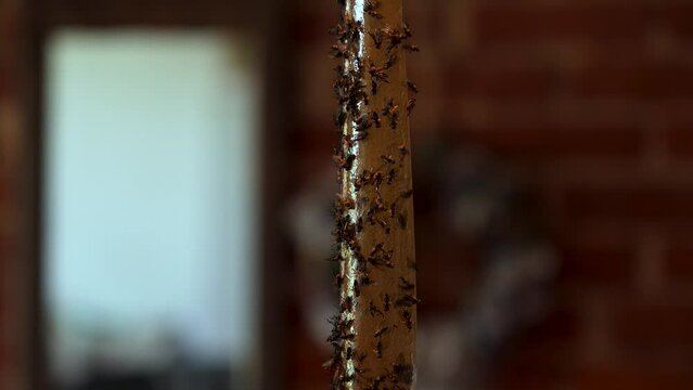 fly in flytrap