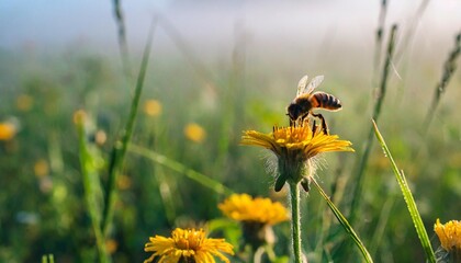 bees pollinate flowers in the morning fog of the last days of summer landscape silence and beauty of wildlife in early autumn - obrazy, fototapety, plakaty