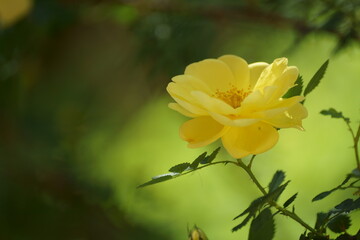 Obraz premium yellow flower