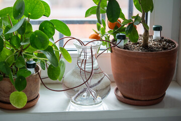Self watering system. Drip irrigation system made of silicone tubing for indoor plants in case of...