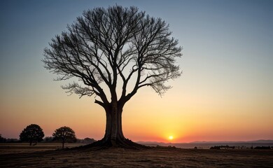 Naklejka premium professional photograph of single tree in sunset