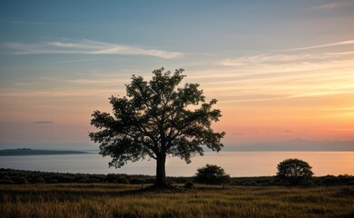 Obraz premium professional photograph of single tree in sunset