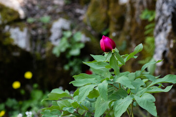 Red and pink flowers in nature. A plant native to Turkey, peony, scientific name; Paeonia turcica.
