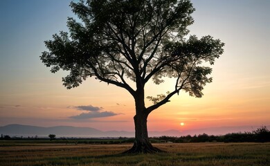 Fototapeta premium professional photograph of single tree in sunset