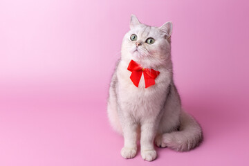 Charming British white cat, with a red bow on her chest, sitting on a pink background,looking away